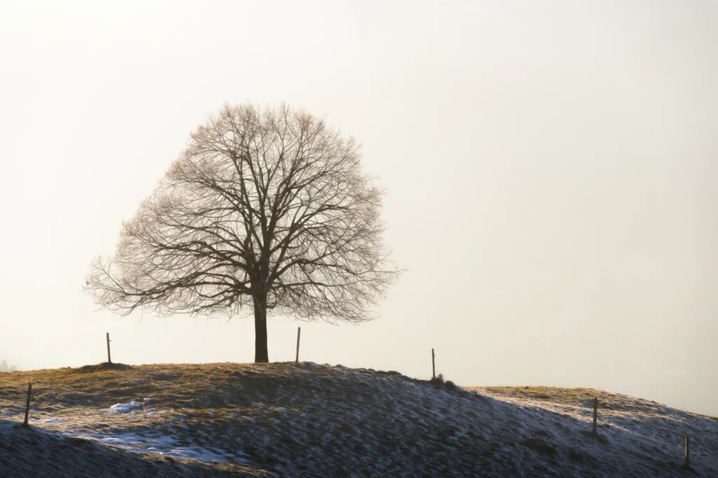 Ein Baum auf einem Berg in Scharnachtal in der Schweiz