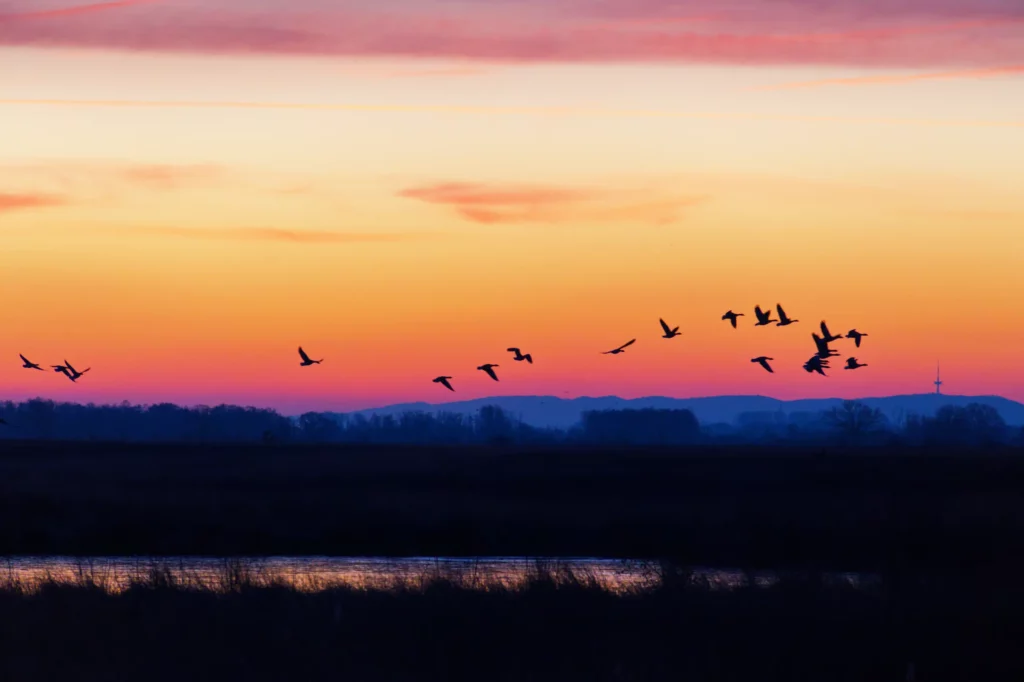 Vögel erheben sich über einem Teich im Großen Torfmoor in Lübbecke, vor einem Himmel in kräftigen Farben zur Sonnenaufgangszeit
