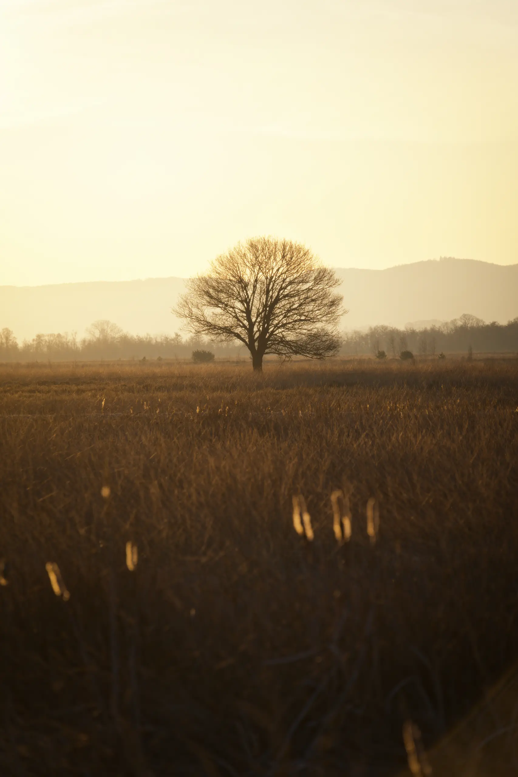 Einzelner Baum auf einem Feld im goldenen Morgenlicht. Im Hintergrund sind die Hügel des Wiehengebirges zu sehen