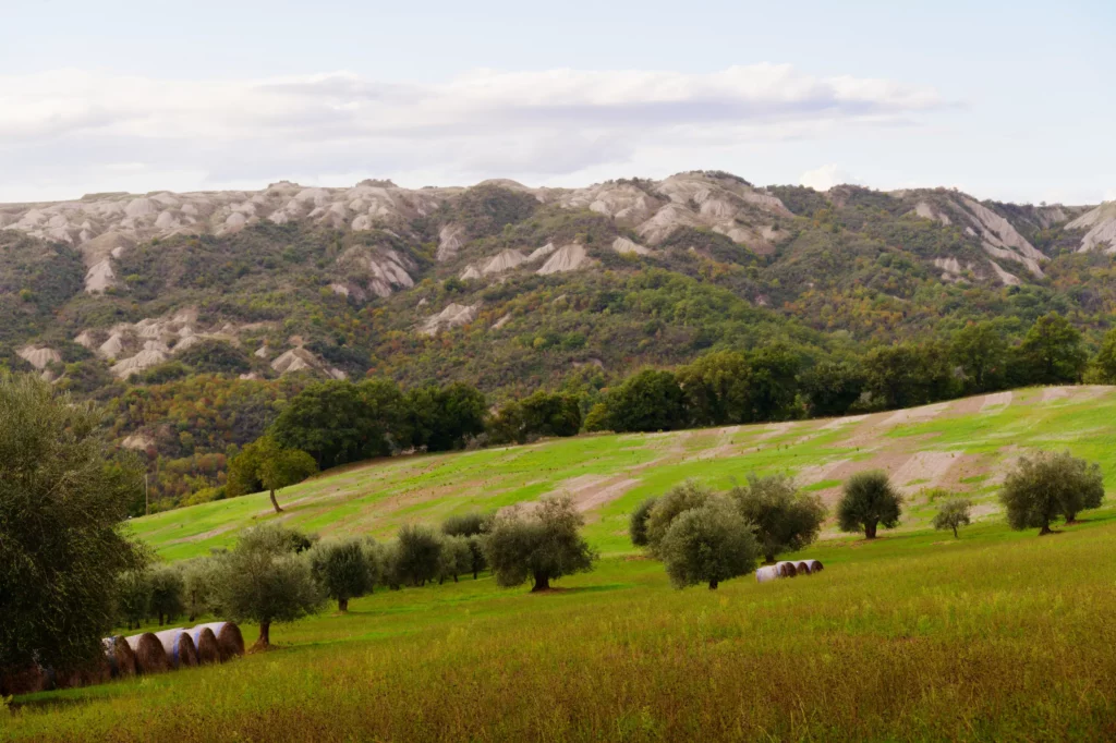 Olivenbäume im Vordergrund und Berge im Hintergrund. Eine Landschaft in der Toskana