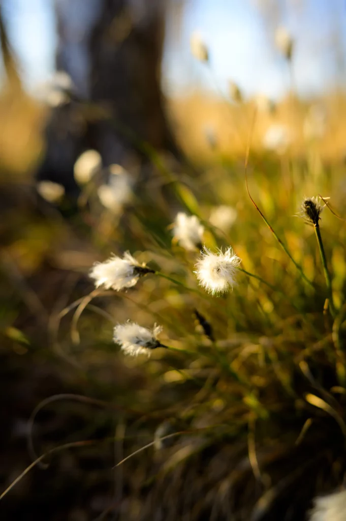 Nahaufnahme von weißen Wollgras-Blütenköpfen in einer Wiese mit goldenem Lichteinfall und unscharfem Hintergrund aus Gräsern und einem Baumstamm.