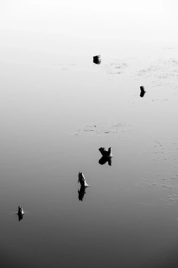 Schwarz-Weiß-Aufnahme von fünf kleinen Baumstümpfen, die aus einer spiegelglatten Wasseroberfläche ragen und sich darin reflektieren. Der Hintergrund ist hell und neblig.