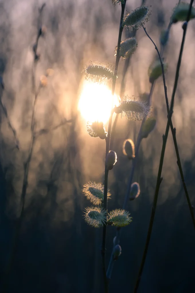 Nahaufnahme eines Weidenzweigs mit mehreren Weidenkätzchen im Gegenlicht der Sonne. Die pelzigen Kätzchen leuchten hell auf, der Hintergrund ist unscharf und bläulich-grau.