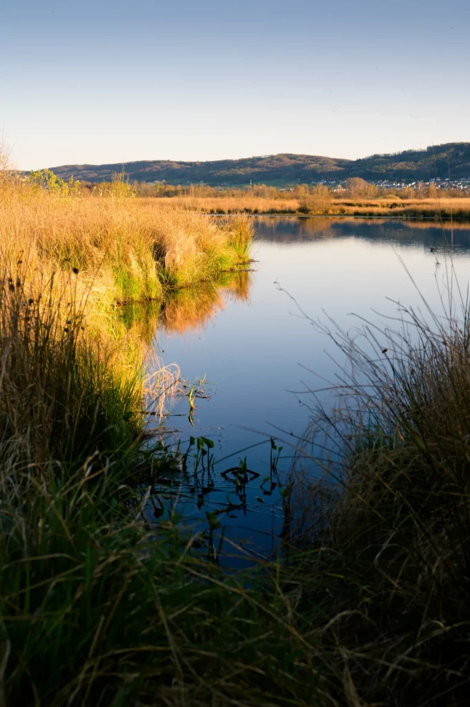 Weitwinkelaufnahme eines herbstlichen Feuchtgebiets mit goldenem Schilf und Uferpflanzen im Vordergrund, einem ruhigen See in der Mitte und bewaldeten Hügeln mit einer Ortschaft im Hintergrund. Klarer blauer Himmel.