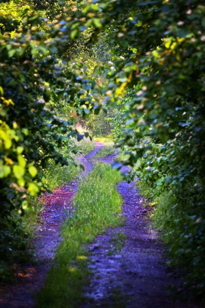 Perspektivischer Blick durch einen von dichten Laubbüschen gebildeten natürlichen Tunnel auf einen schmalen Weg. Der Pfad führt in die Tiefe des Bildes, wo helles Licht durch das Blätterdach fällt. Das Bild ist durch die geringe Schärfentiefe weich und stimmungsvoll.