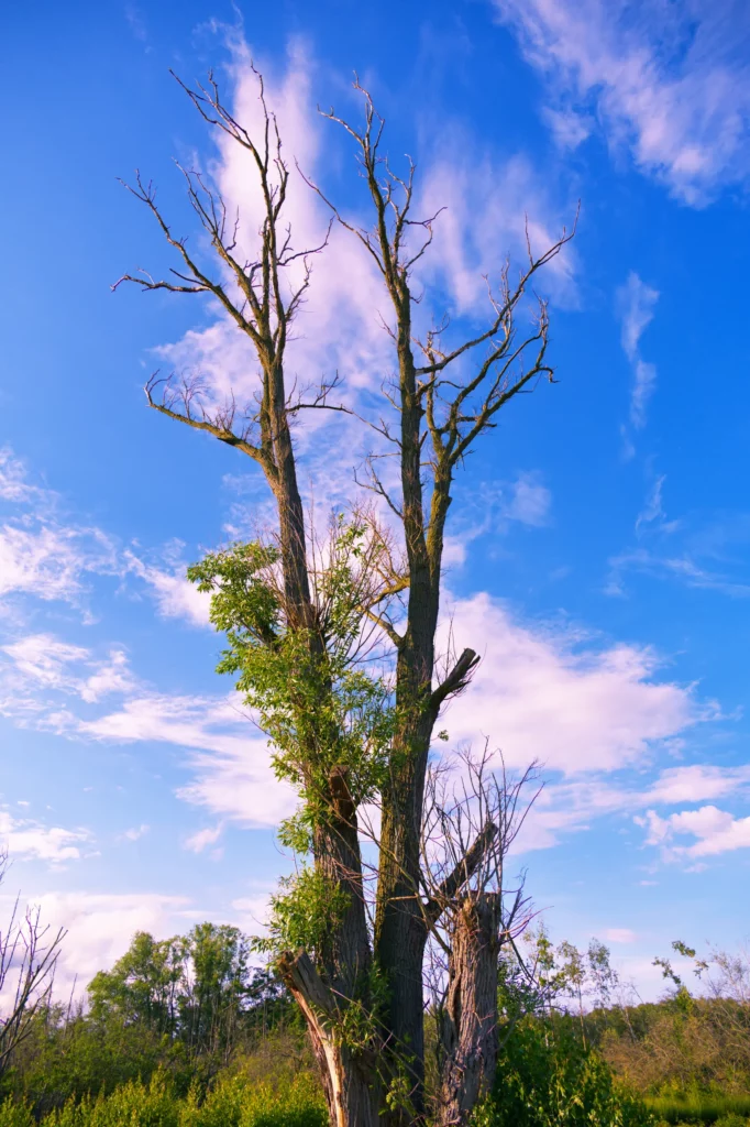 Froschperspektive auf einen großen, weitgehend abgestorbenen Baum mit kahlen Ästen vor blauem Himmel mit leichten Schleierwolken. Am unteren Teil des Stamms wächst frisches grünes Laub. Im Hintergrund grüne Büsche und Bäume.