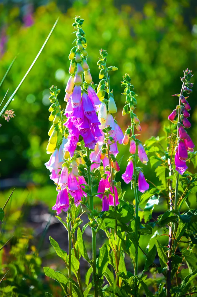 Mehrere blühende Fingerhutpflanzen mit langen Blütenständen aus glockenförmigen, leuchtend pinken und weiß-gelben Blüten. Der Hintergrund ist unscharf und zeigt sattes Sommergrün. Warmes Seitenlicht beleuchtet die Szene.