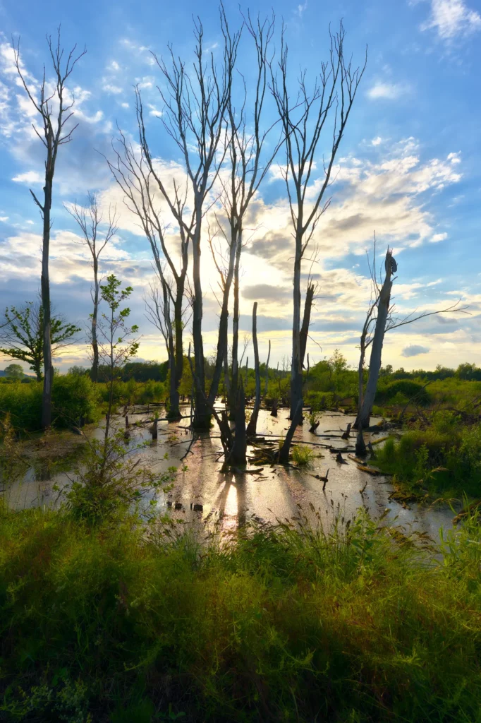 Weitwinkelaufnahme eines Moorgebiets mit mehreren kahlen, abgestorbenen Bäumen, die in flachem Wasser stehen. Die Sonne bricht zwischen den Stämmen hindurch und spiegelt sich im Wasser. Im Vordergrund üppiges grünes Gras, im Hintergrund ein blauer Himmel mit Wolken.