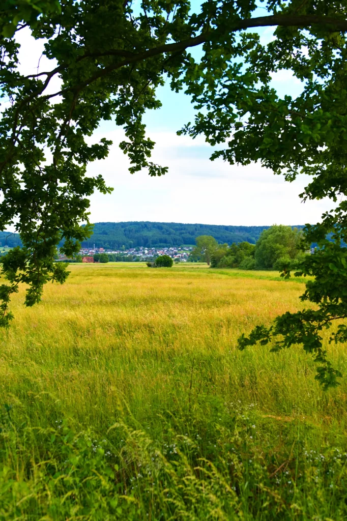 Blick durch einen natürlichen Rahmen aus dunkelgrünen Eichenästen auf ein weites, golden-grünes Getreidefeld. Im Hintergrund Nettelstedt, bewaldete Hügel und ein leicht bewölkter blauer Sommerhimmel.