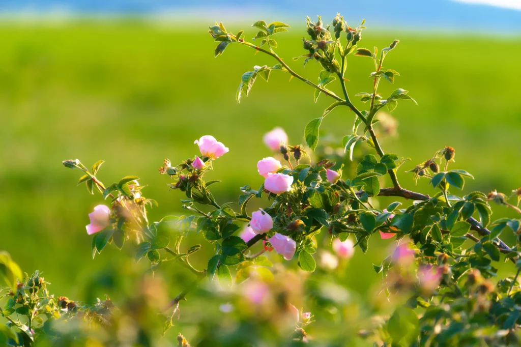 Nahaufnahme eines blühenden Wildrosenstrauchs mit mehreren hellrosa Blüten und grünen Knospen. Der Hintergrund ist unscharf und zeigt eine grüne Sommerwiese mit blauem Himmel.
